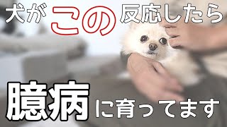 愛犬を臆病にさせる飼い主の行動【犬の飼い主】