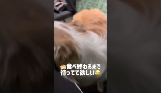 何でも兄ちゃんの真似をしたがる甘えん坊犬【ボーダーコリー】#shorts