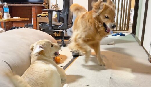 「他犬と仲良くするのは諦めた方がいい」と言われた愛犬が遂にここまで来ました・・・