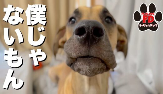 【大型犬５匹】理不尽に怒られる超大型犬！グレートデン子犬