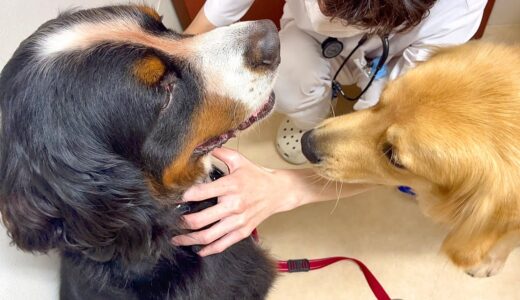 感染病の大型犬二頭を病院に連れてきた結果…