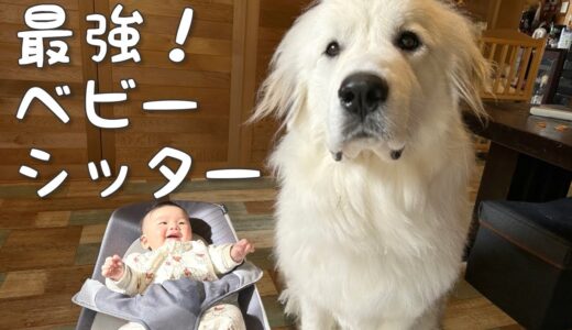 【子育て犬】生後4ヶ月の妹を泣き止ませる達人の超大型犬はこちらです｜グレートピレニーズ