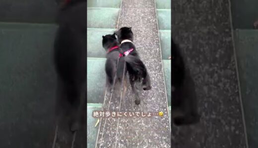 仲良しすぎて散歩中もくっついてる甲斐犬が可愛すぎる #shorts