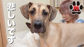 心ない言葉を浴びせられる超大型犬アルファ。