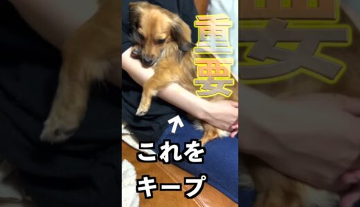 犬を抱っこした時にもぞもぞするのは嫌がってるわけじゃない！ #shorts