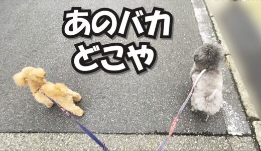 突然、パパが消えた時の犬の反応がこちら（涙）