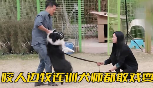 邊牧連訓犬師都敢戲耍，裝得乖乖接受訓練，卻突然暴起撕咬嘉賓