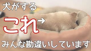 多くの飼い主が勘違いしている犬の行動【犬の仕草】