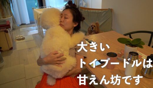 留守番で寂しくて飼い主から離れようとしない犬