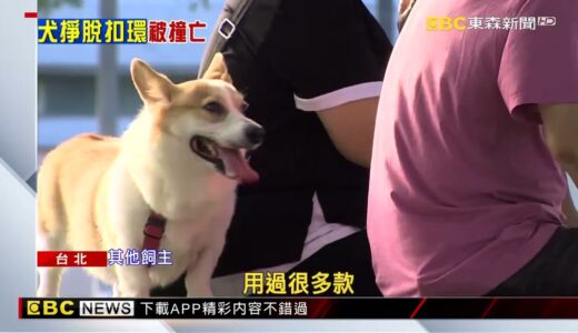 牽繩扣環突鬆脫 虎斑犬衝馬路釀一死一傷@東森新聞 CH51