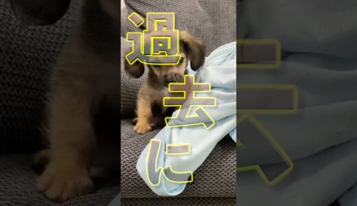 犬が「仮病」を使ったら必ず放置して！ #shorts