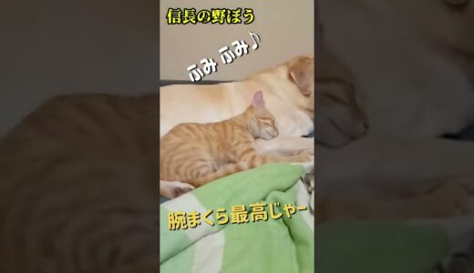 【信長の野ぼう】大型犬プリンの腕枕でフミフミ の巻。 #shorts 90 茶とら猫 茶トラ 保護猫