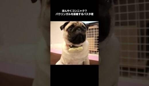 犬用翻訳機すごいWWWWWWWWWWW