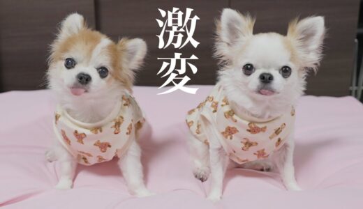 こういうのが欲しかった！！！【チワワ】【犬】【Yogibo】