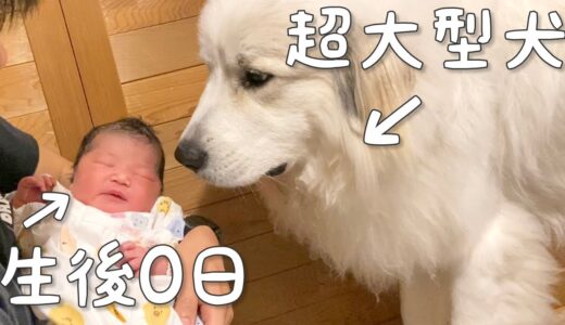 【姉妹愛】ずっと赤ちゃんの誕生を楽しみにしていた超大型犬が、妹大好きな姉になりました｜グレートピレニーズ