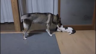 犬と猫がどんどん仲良しになっていく