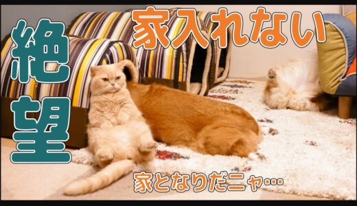 毎晩、家を間違える犬に絶望してあきらめた猫