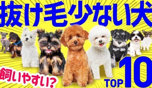 【💙抜け毛が少ない人気犬種ランキング】飼いやすいってウソ？