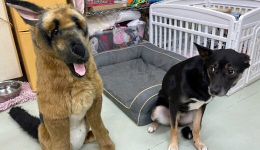 自分の知らない保護犬がお迎えされていたときの元保護犬の反応がすごい