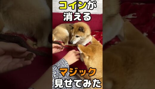 犬の目の前でコインを消した時の反応が意外だった...！ #shorts