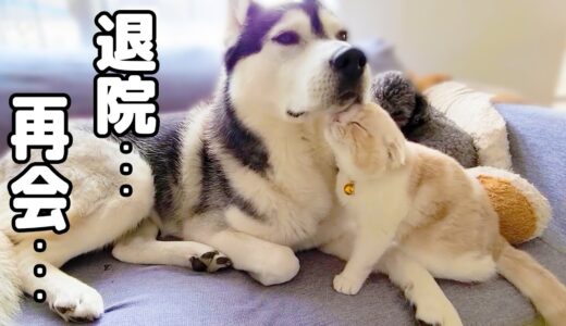 退院した子猫とハスキー犬達が再会したら嬉しすぎてこうなりました…