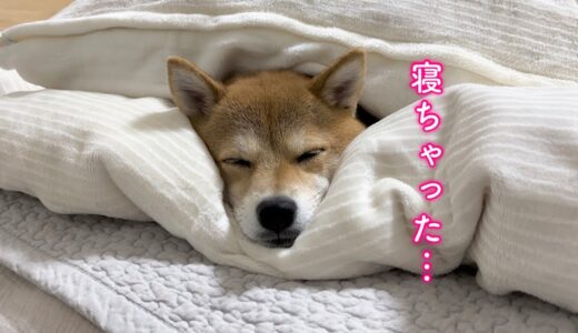 ふかふかのお布団に衣替えしたとたん気持ち良すぎて寝落ちしちゃった柴犬が可愛い