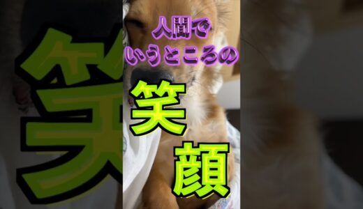 犬が目を細めるのは睨んでるわけじゃない！ #shorts