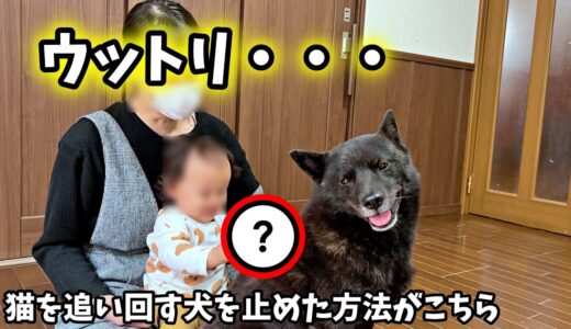 何度止めても猫を追い回す犬。唯一止めた方法がこちら