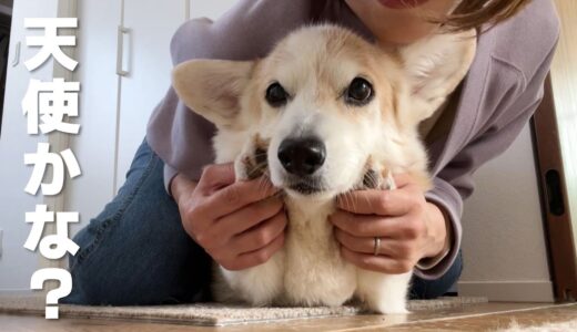 ぼけーっとしてるシニア犬が天使過ぎる