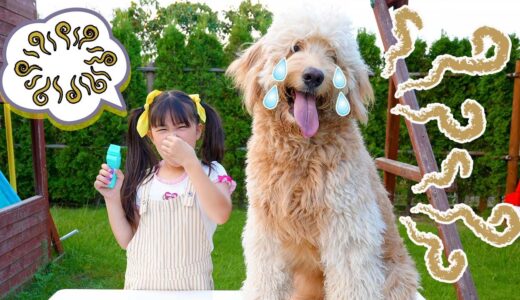 【寸劇】犬の毛が伸びすぎる！トリミングしてあげよう！  - はねまりチャンネル