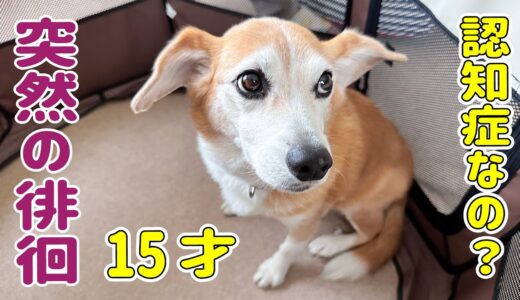 徘徊が始まった実家犬のロビンに会いに行ってきました...