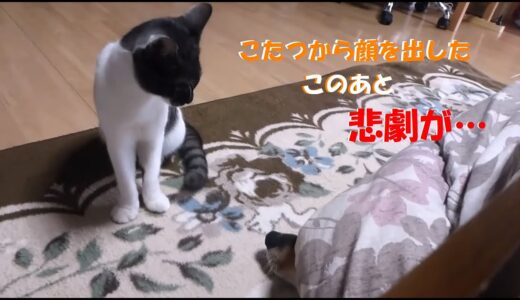 2連発パンチは反則だ。と しゃべる犬 が訴えています。