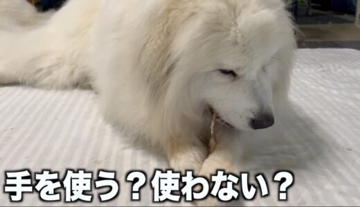 犬のおやつの食べ方それぞれ色々で可愛い