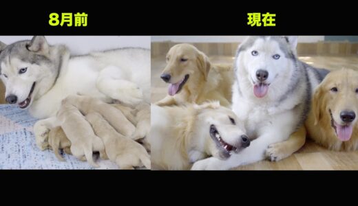 ハスキー犬に育てられたゴールデンレトリバー子犬の8月後にどうなったのか？