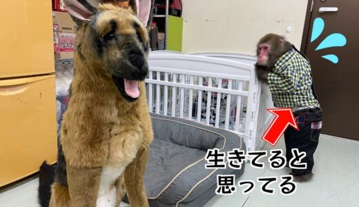 本物そっくりの犬が家にいたときのお猿さんの反応がおもしろい