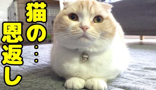 犬への猫の恩返しがありました…