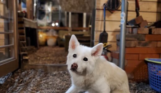 夏から秋へ、犬と庭で静かに過ごす