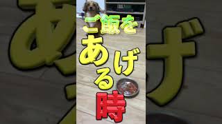 犬にご飯をあげる前に「待て」は絶対にするな！ #shorts