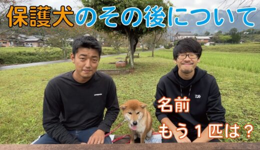 保護犬のその後についてお話します