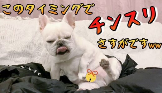 ナイスなタイミングで気合を入れ始める犬がさすがすぎたwww【フレンチブルドッグ frenchbulldog】