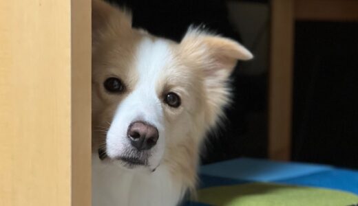 ひとりで眠れない犬が寂しくて泣き出しました...【ボーダーコリー】