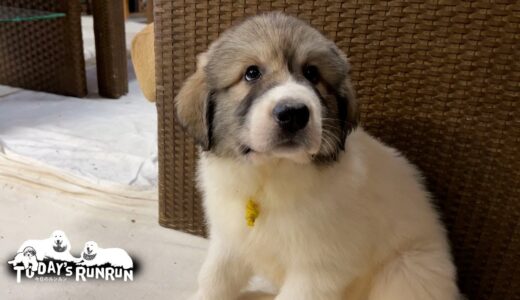 吾輩は犬である...名前はベル！女の子です　Great Pyrenees　グレートピレニーズ