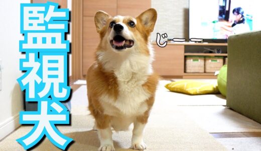 【監視犬】今日も家族の行動から目が離せないコーギー犬