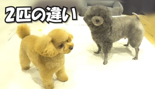 「さんぽ」と言った時の反応が違いすぎる2匹の犬