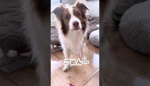 人間の言葉がわかる犬、お留守番を告げられた結果…【ボーダーコリー】 #shorts