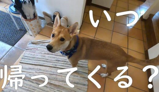 少しのお出かけでも大歓迎してくれる保護犬ワンジロー