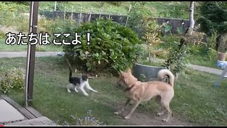 犬を脅かせることが趣味になってしまった猫がこちらです