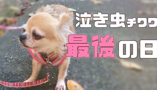 お別れするのは辛いけど··元繁殖犬のおもちちゃんと過ごす、最後の1日「vol 255」