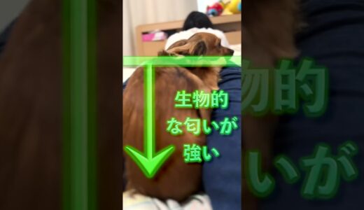 犬と一緒に寝てる人必見！ここで寝てると大好きの証拠！ #shorts