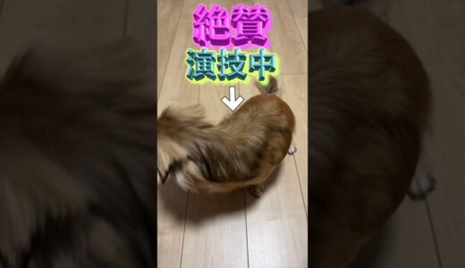 犬に近づいた時にこの行動をとられたら「うざい」と思われてるかも。 #shorts